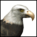 The eagle, the national arm animal of the U.S.A.